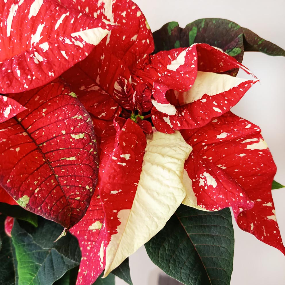 Stella di Natale/ Euphorbia pulch. Superba New Glitter