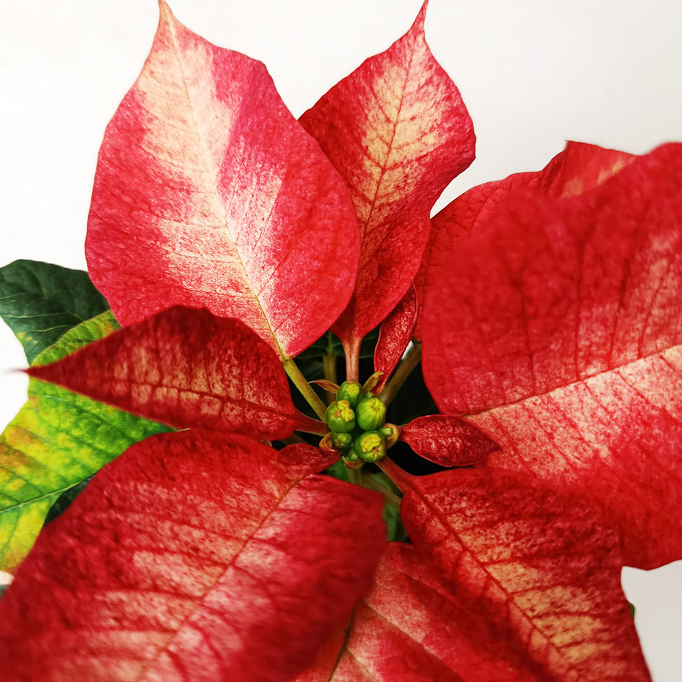 Stella di Natale/ Euphorbia pulch. Premium Ice Crystal