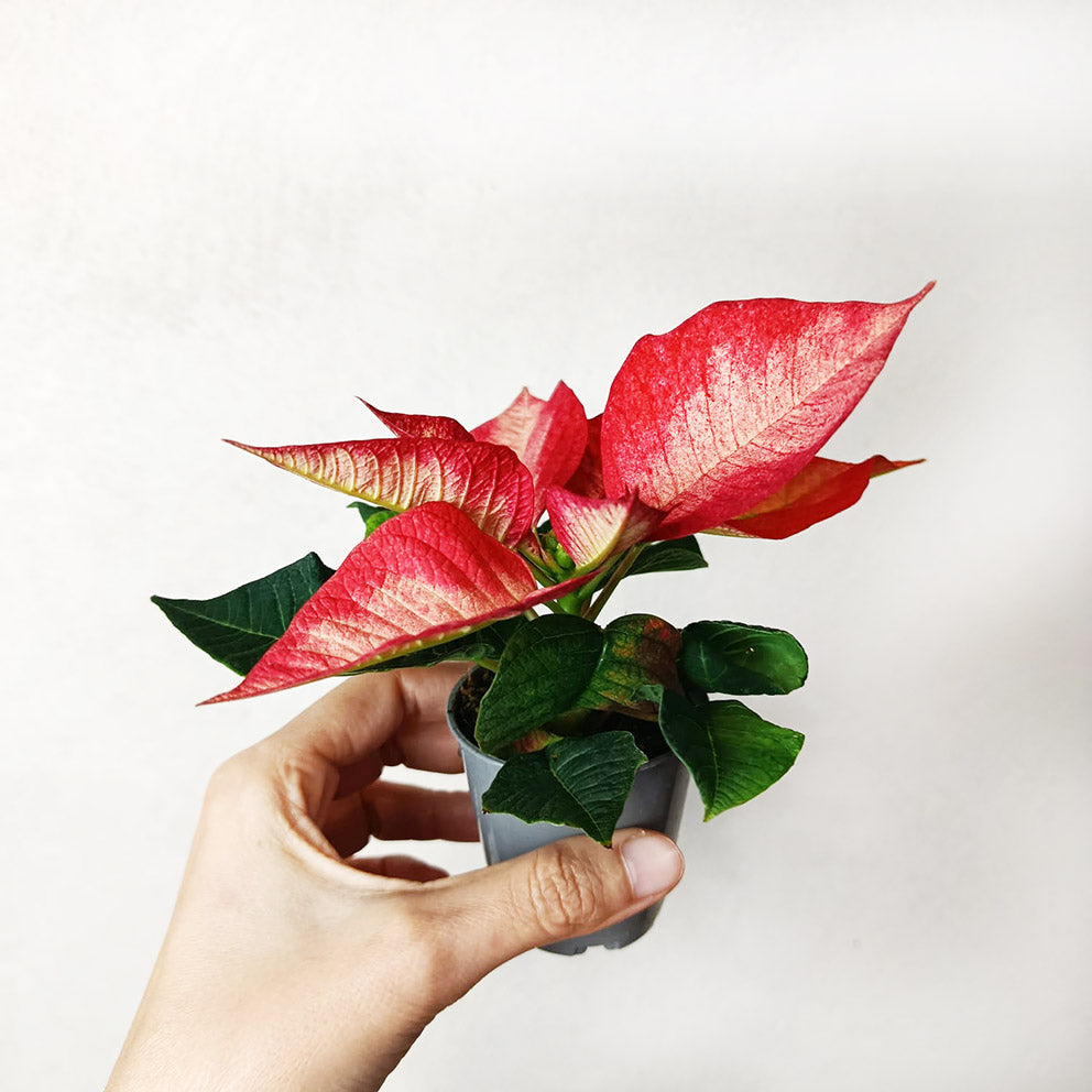 Stella di Natale/ Euphorbia pulch. Premium Ice Crystal