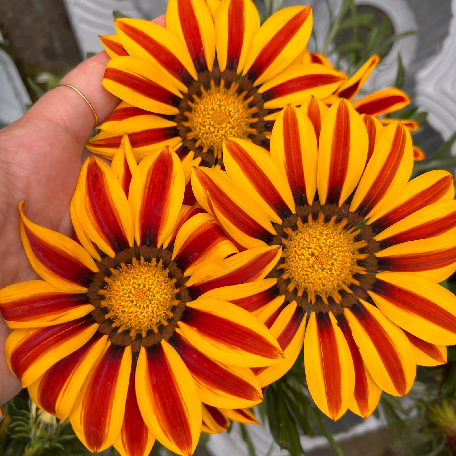 Gazania /arancio