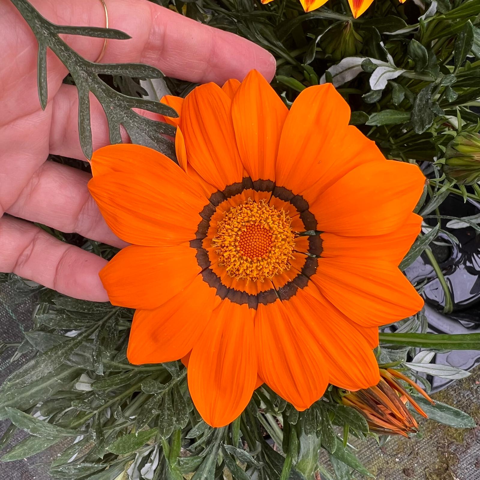 Gazania /arancio