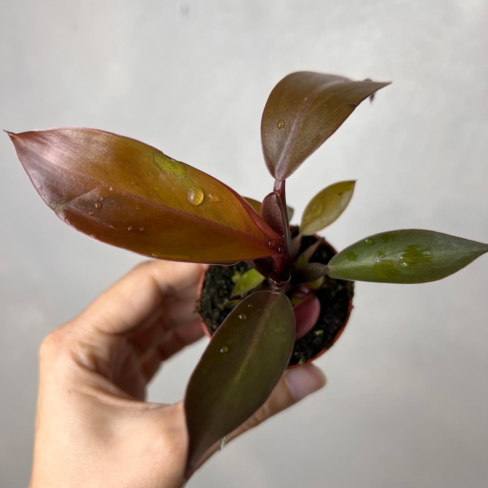 » Baby Philodendron Red Sun (100% off)
