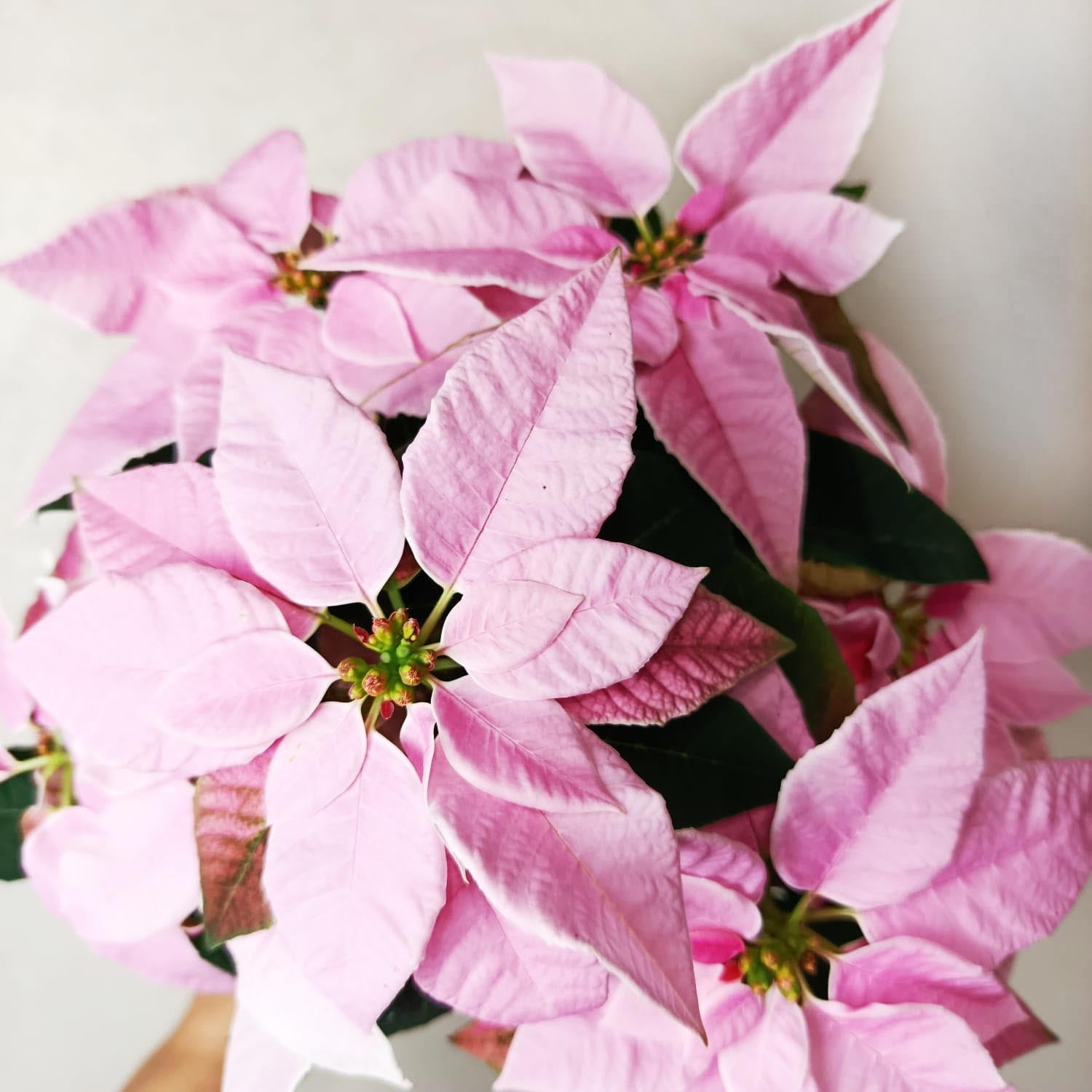 Stella di Natale/ Euphorbia pulch Princettia Pink