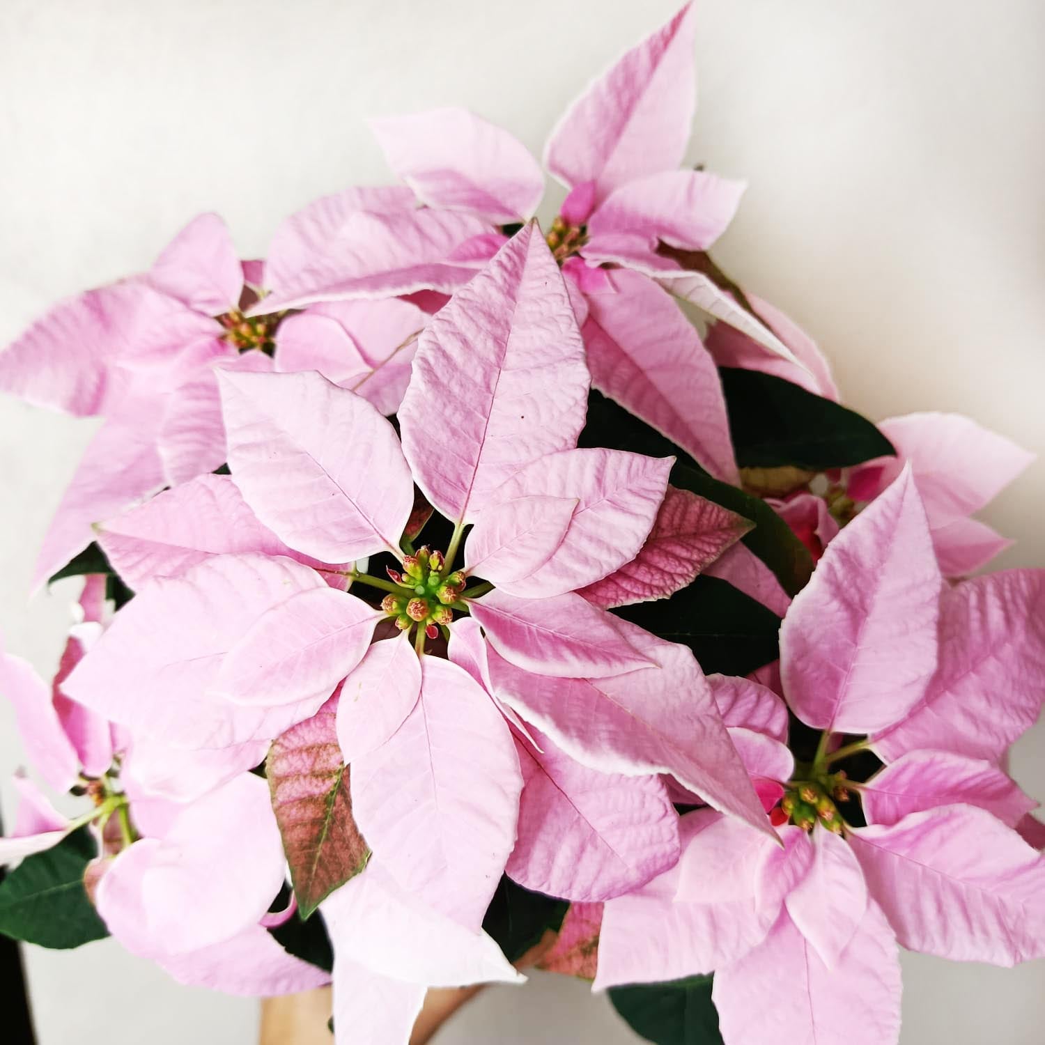 Stella di Natale/ Euphorbia pulch Princettia Pink