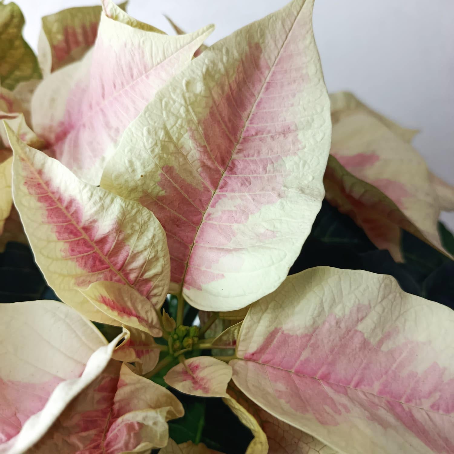 Stella di Natale/ Euphorbia pulc. Premium Marble