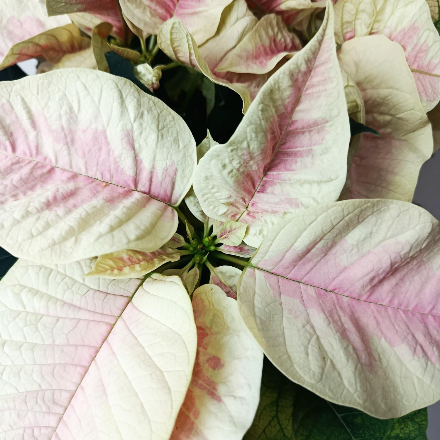 Stella di Natale/ Euphorbia pulc. Premium Marble