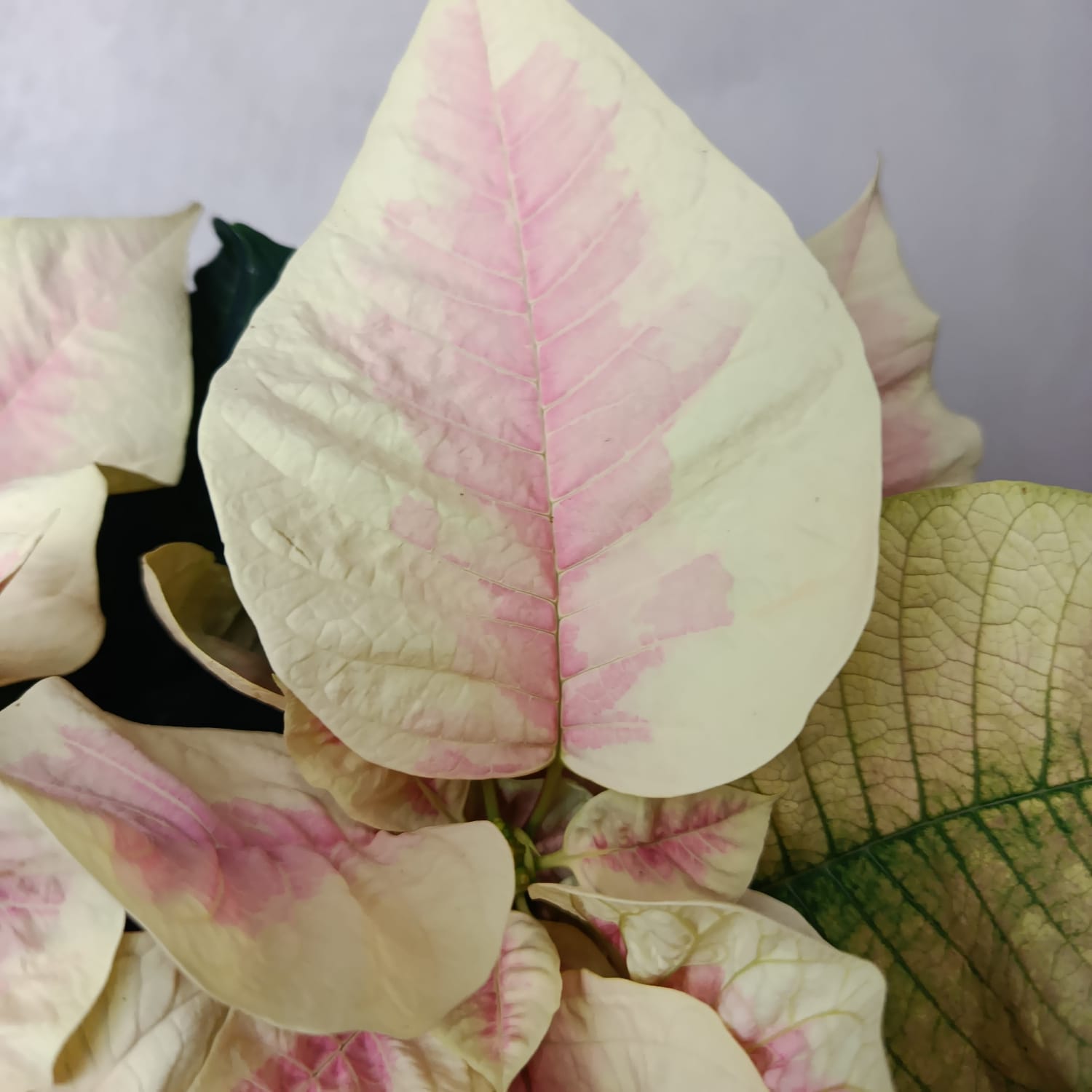 Stella di Natale/ Euphorbia pulc. Premium Marble