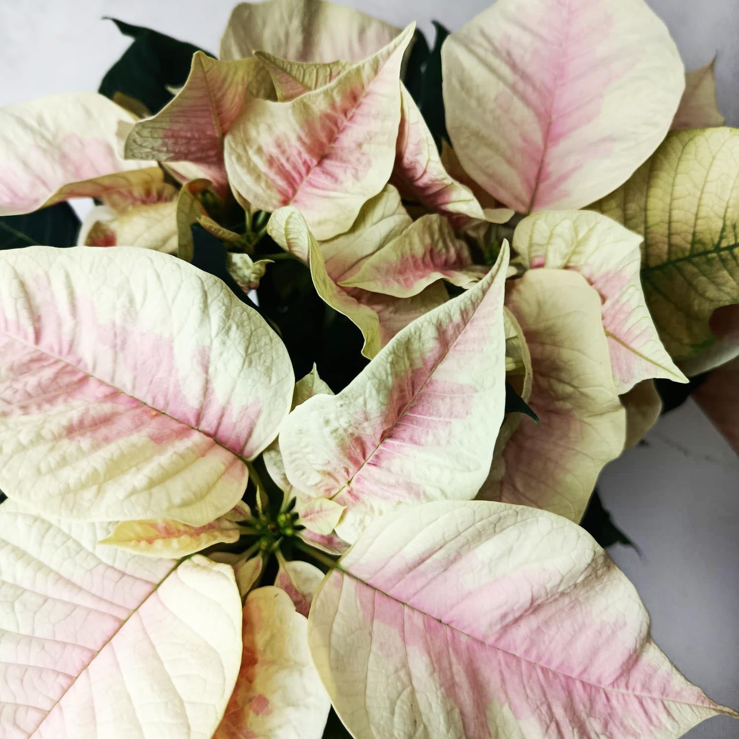 Stella di Natale/ Euphorbia pulc. Premium Marble