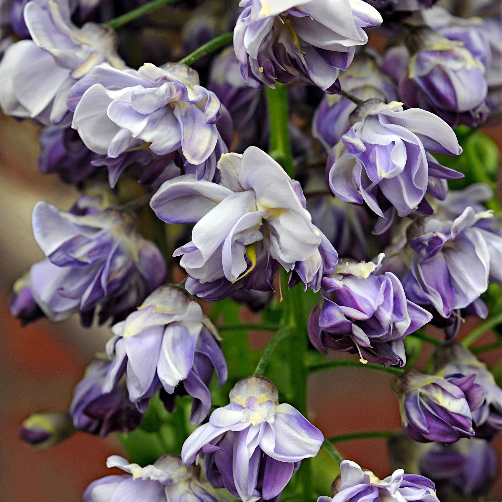Glicine /Wisteria Floribunda Black Dragon