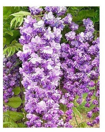 Glicine /Wisteria Floribunda Black Dragon