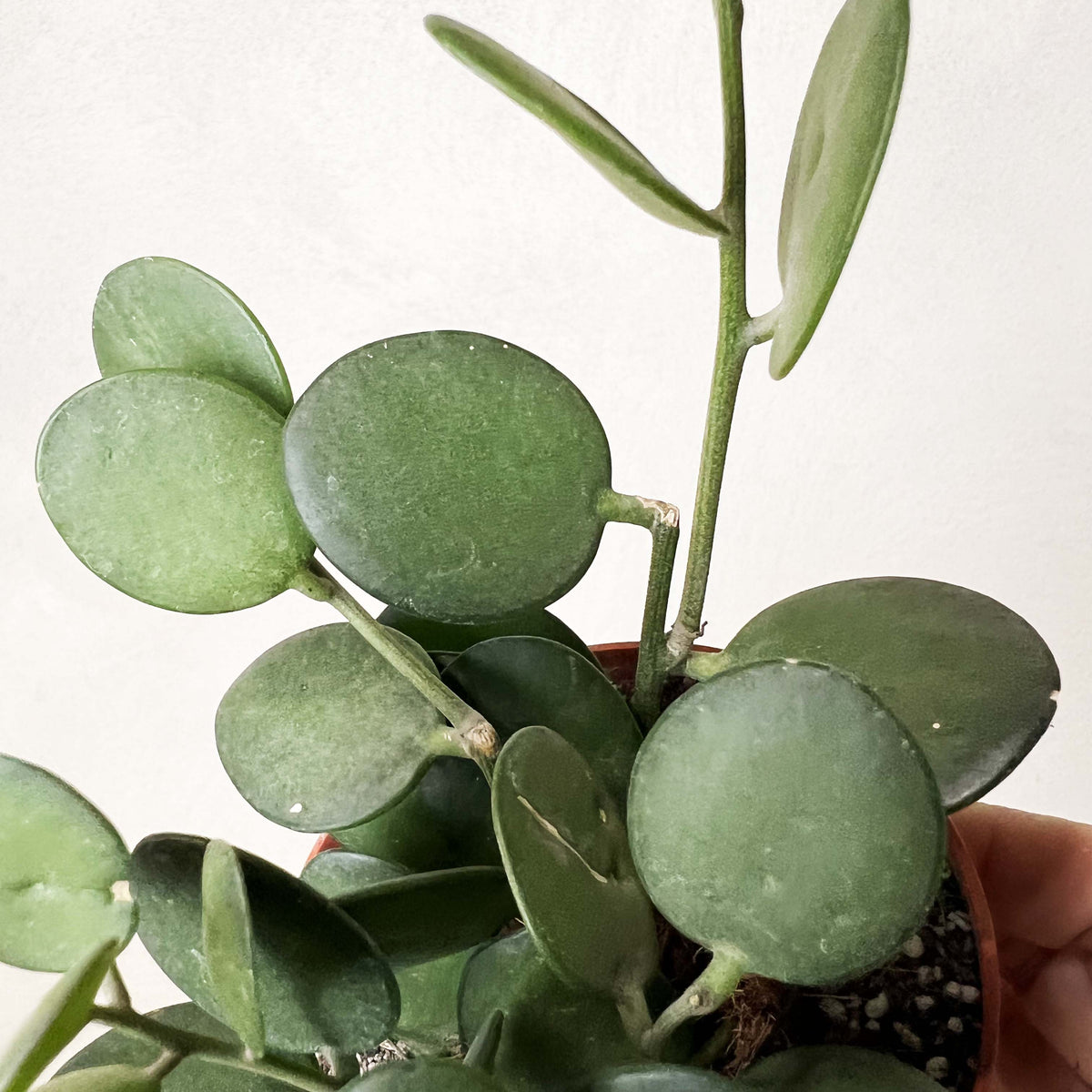 Xerosicyos danguyi