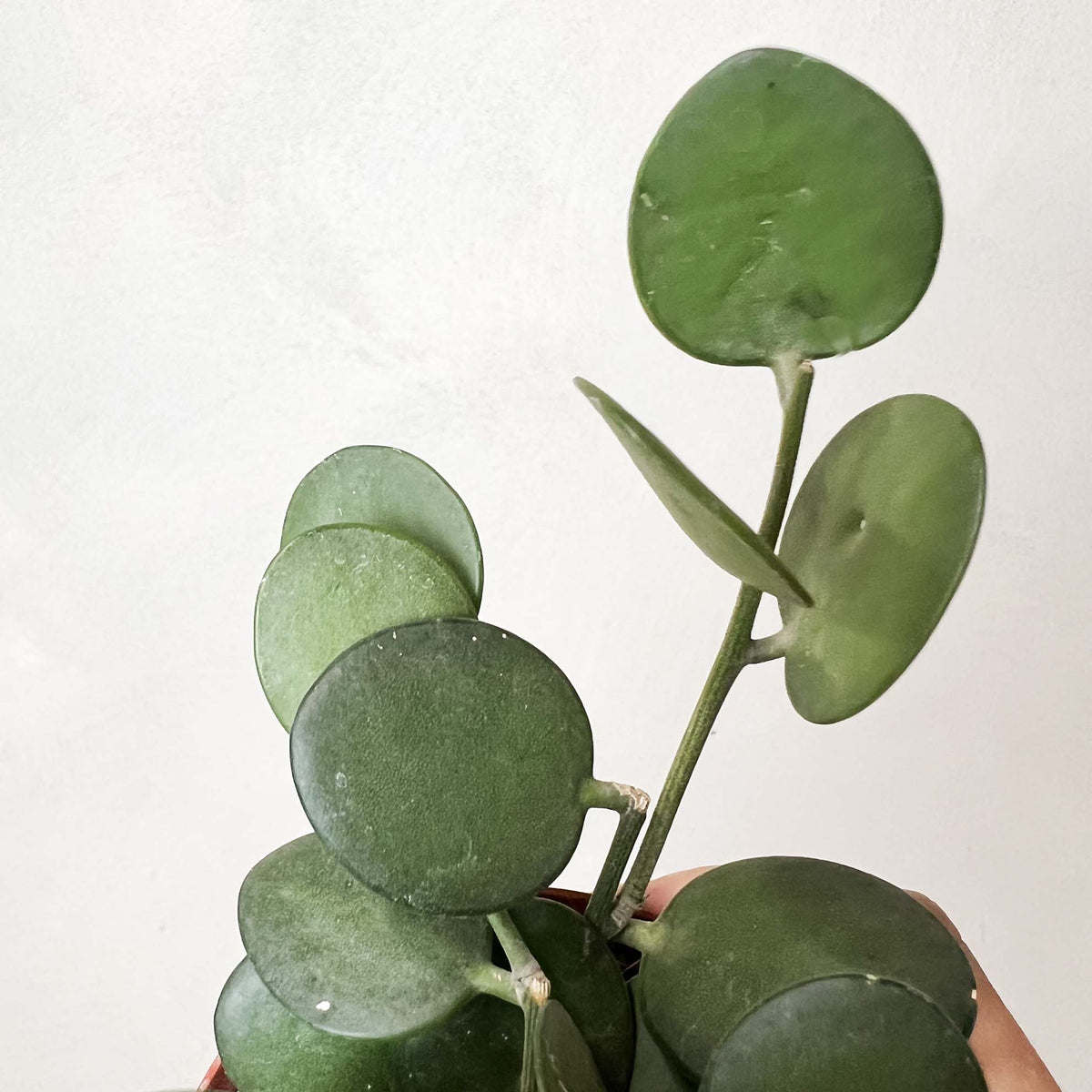 Xerosicyos danguyi