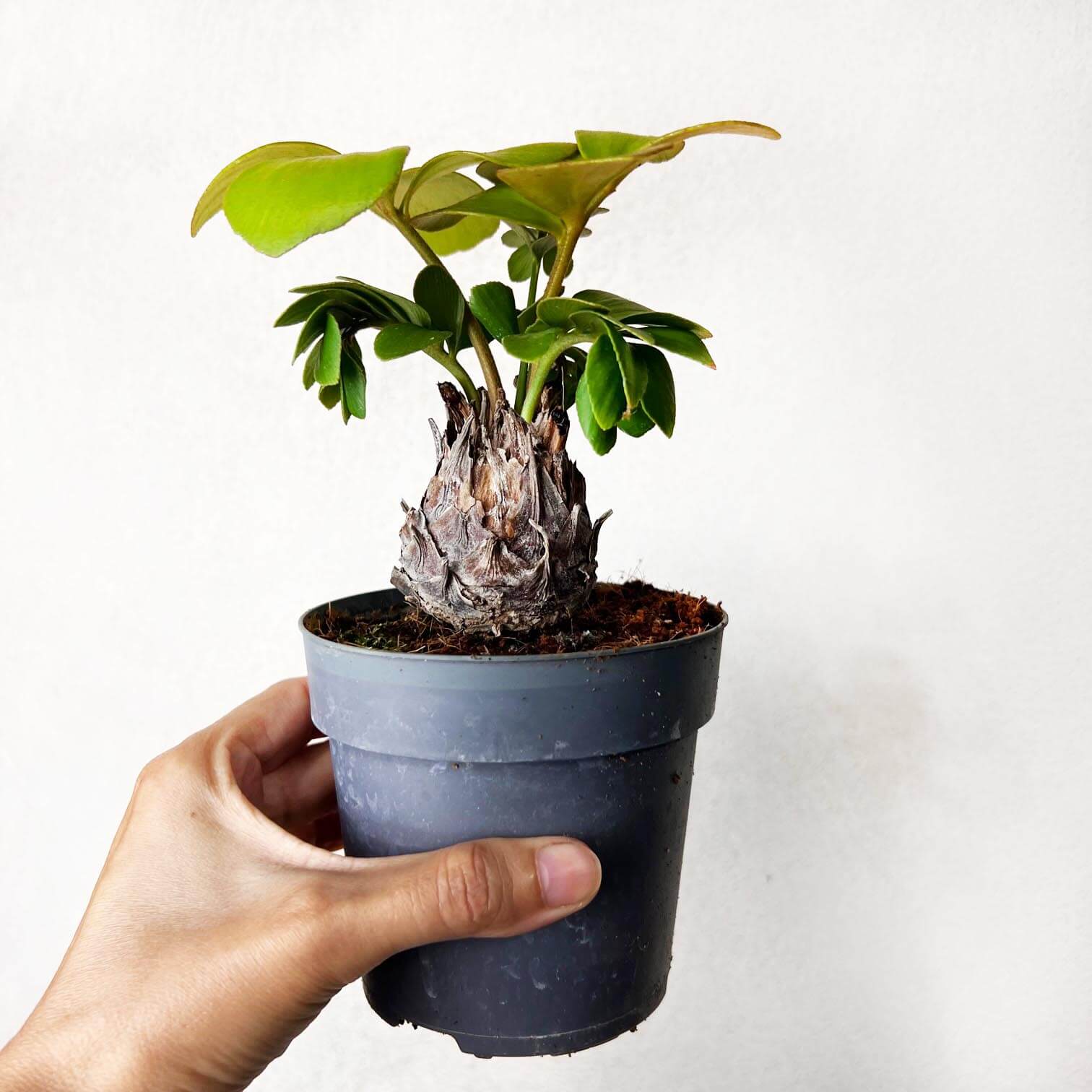 Zamia Furfuracea