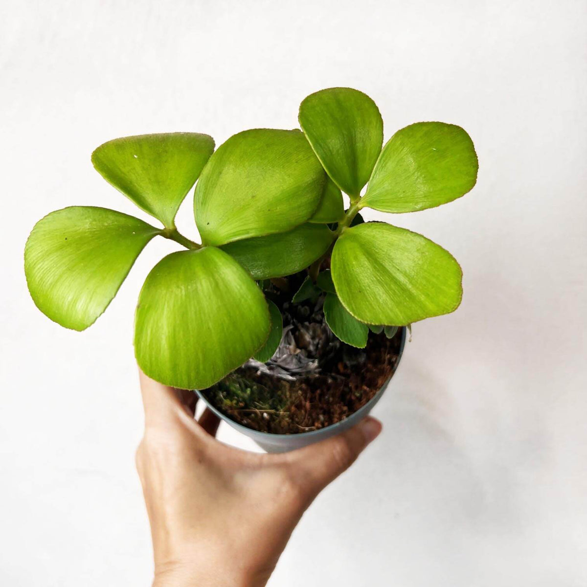 Zamia Furfuracea