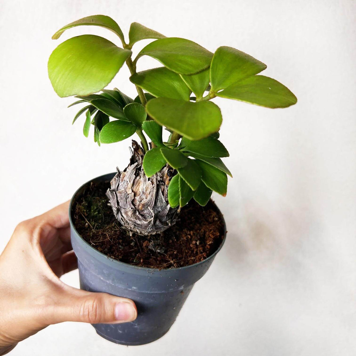 Zamia Furfuracea