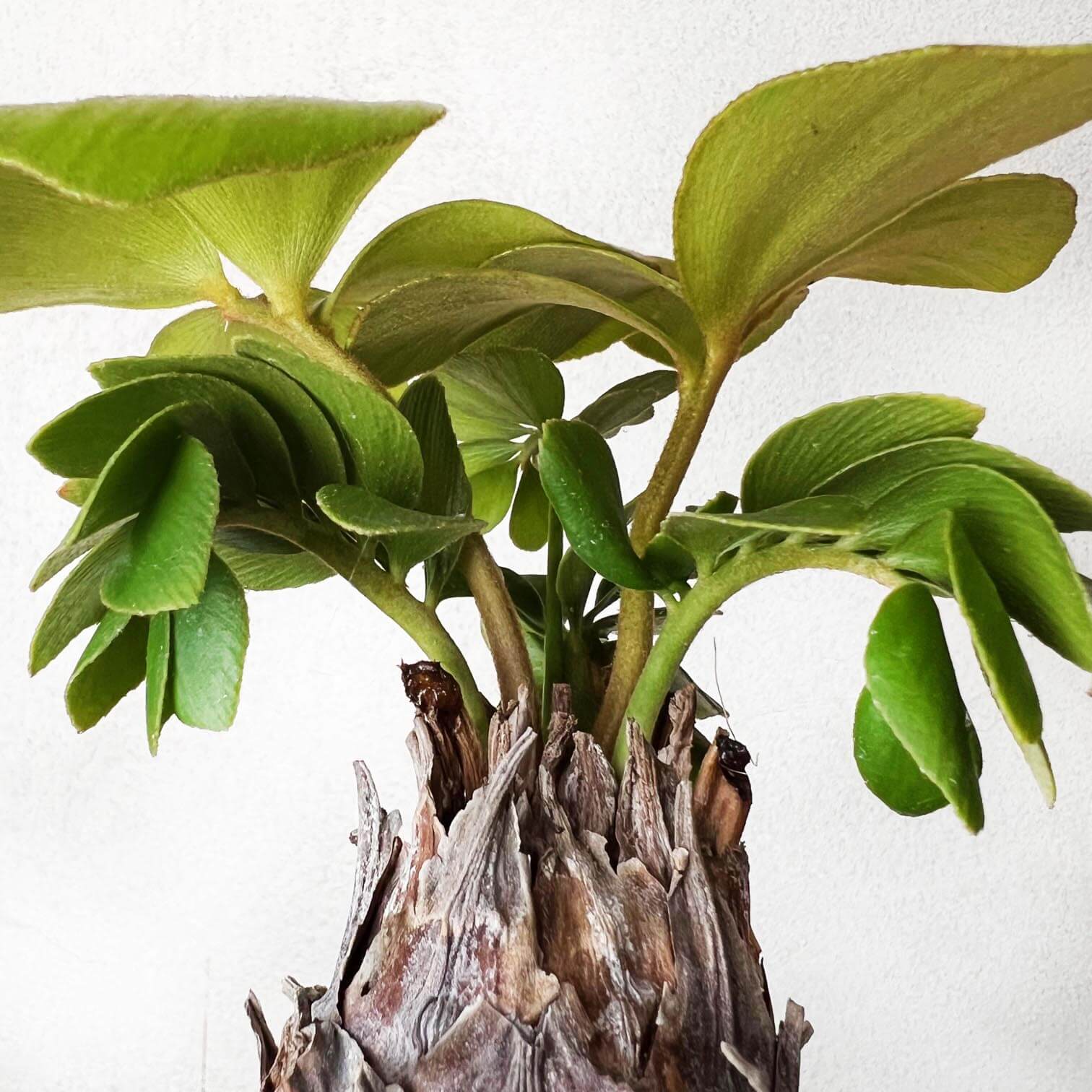Zamia Furfuracea