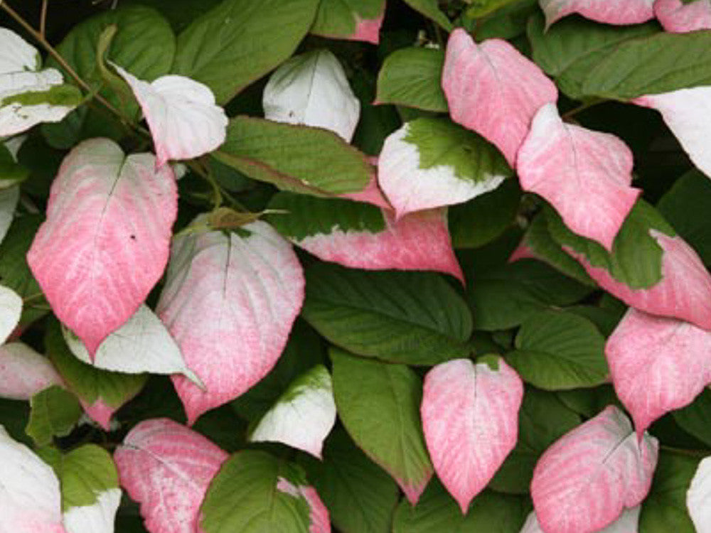 Actinidia kolomikta /Kiwi variegato