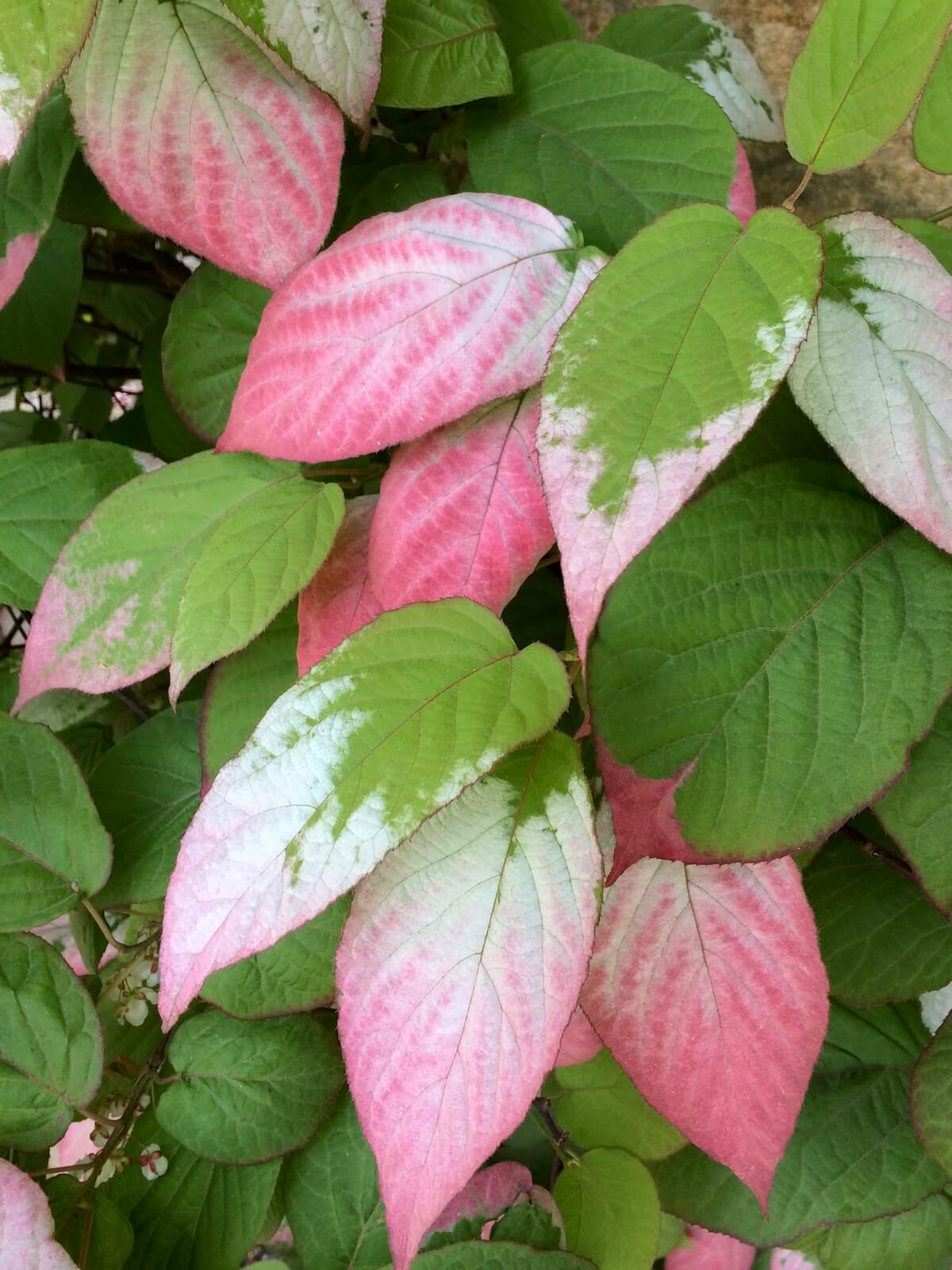 Actinidia kolomikta /Kiwi variegato