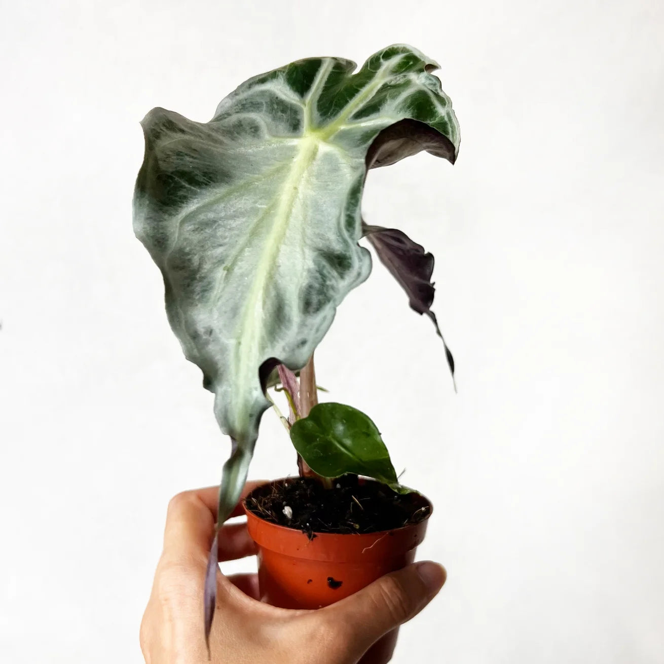 Alocasia Venom
