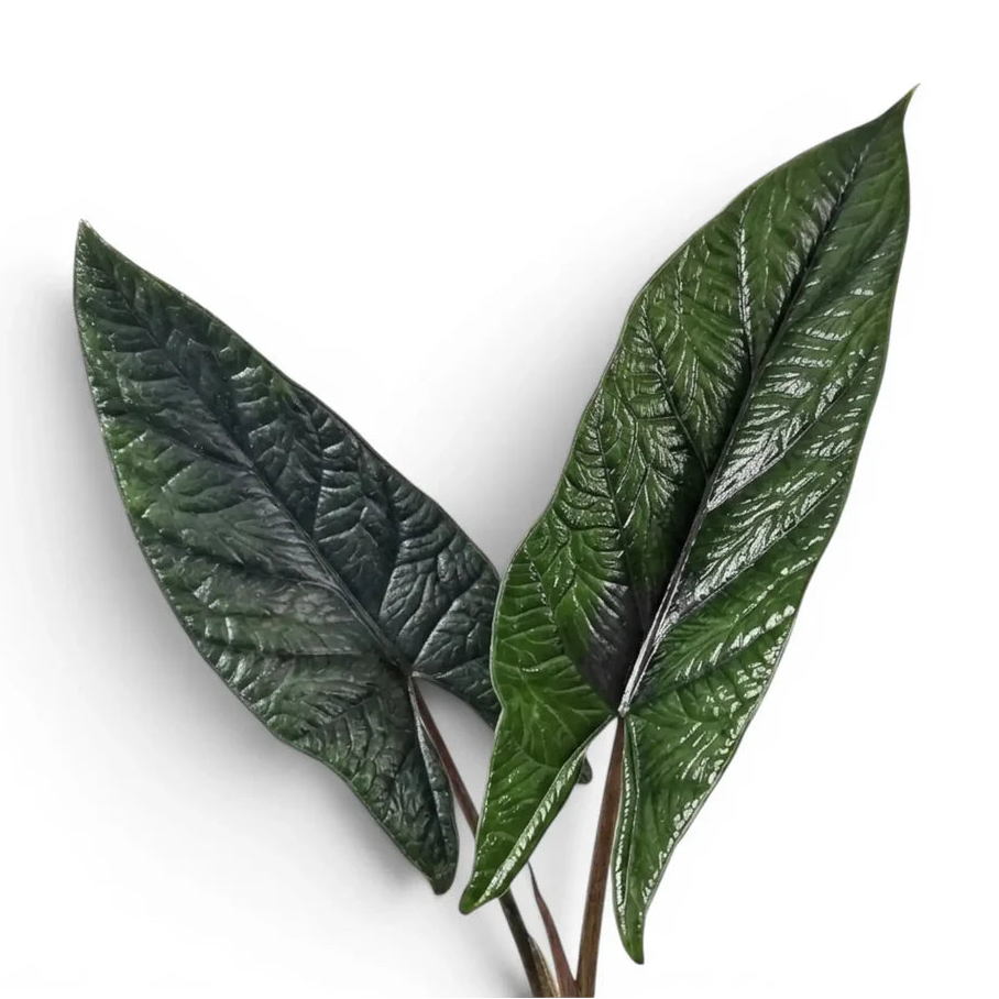 Alocasia Scalprum