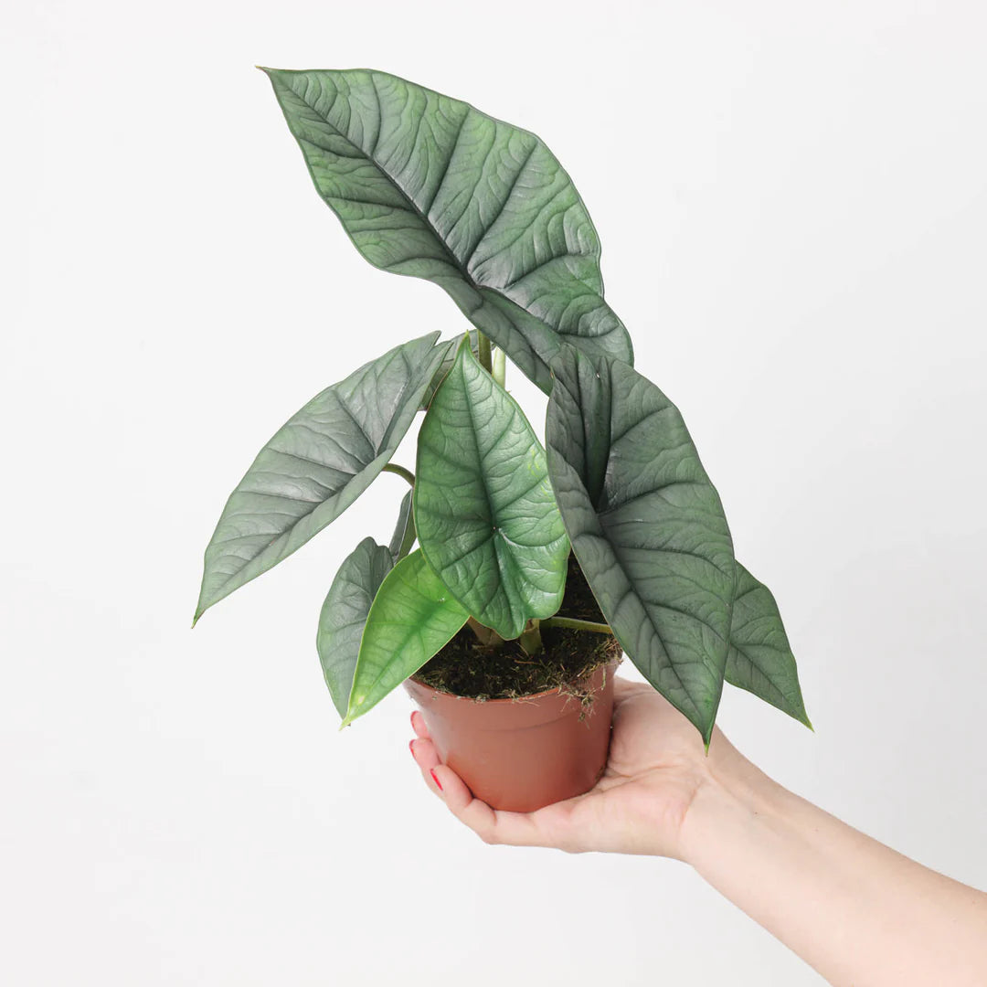 Alocasia Platinum