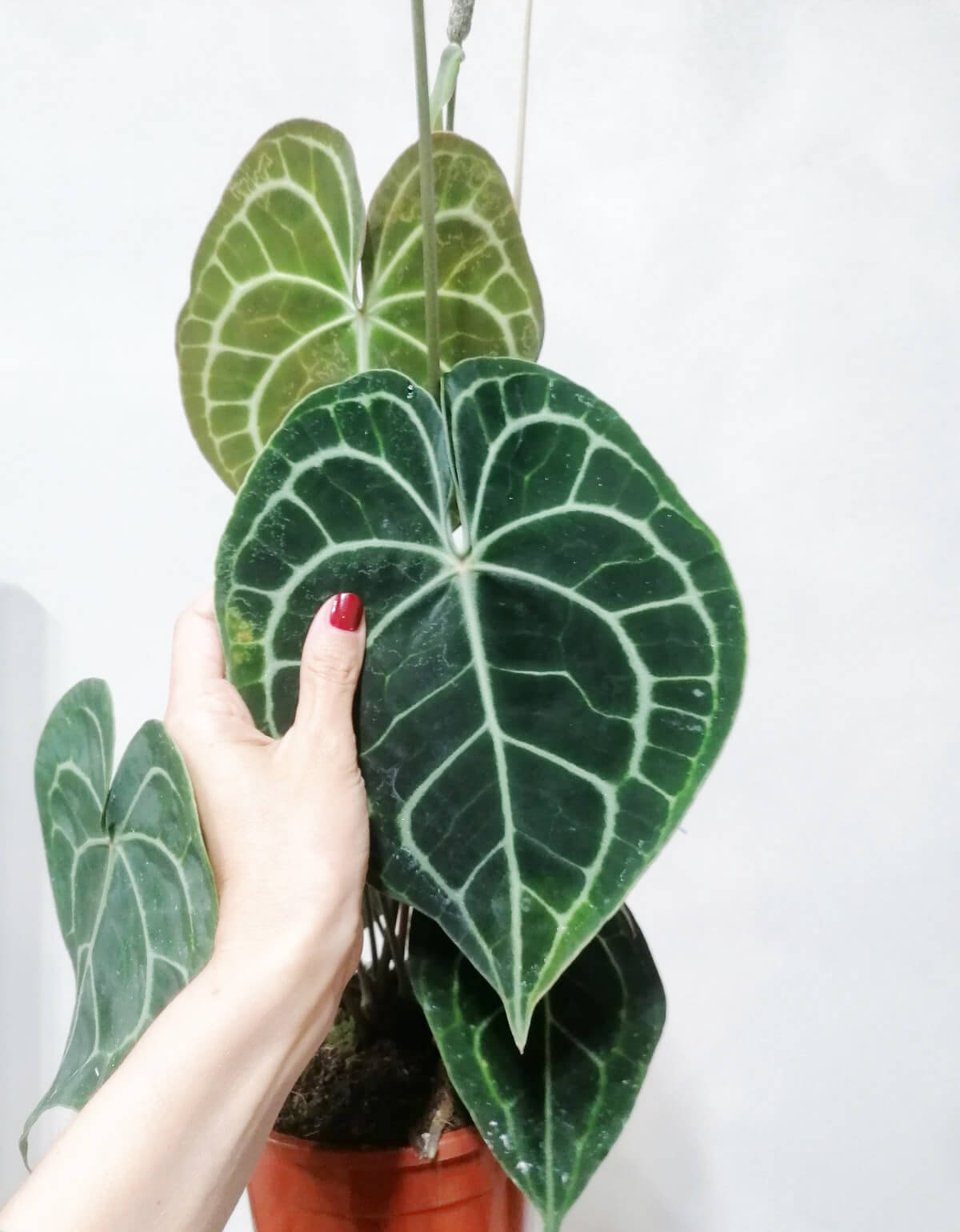 Anthurium Clarinervium