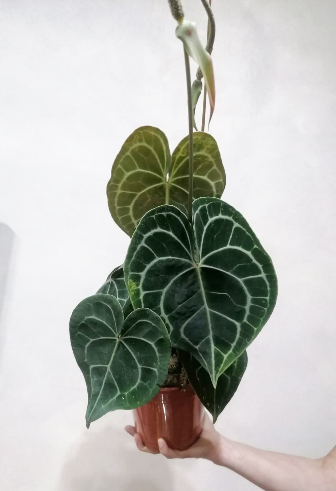 Anthurium Clarinervium