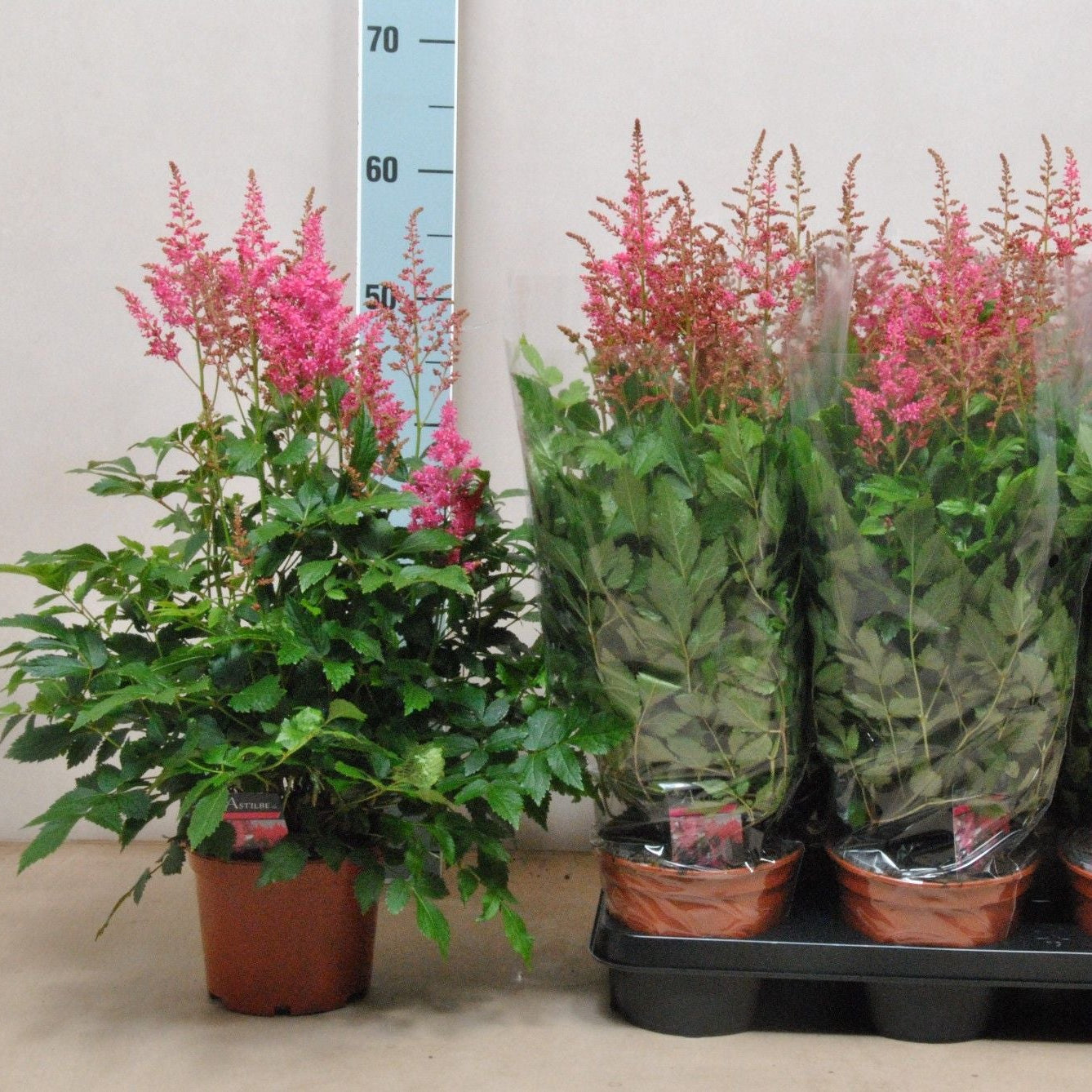 Astilbe 'Lara'