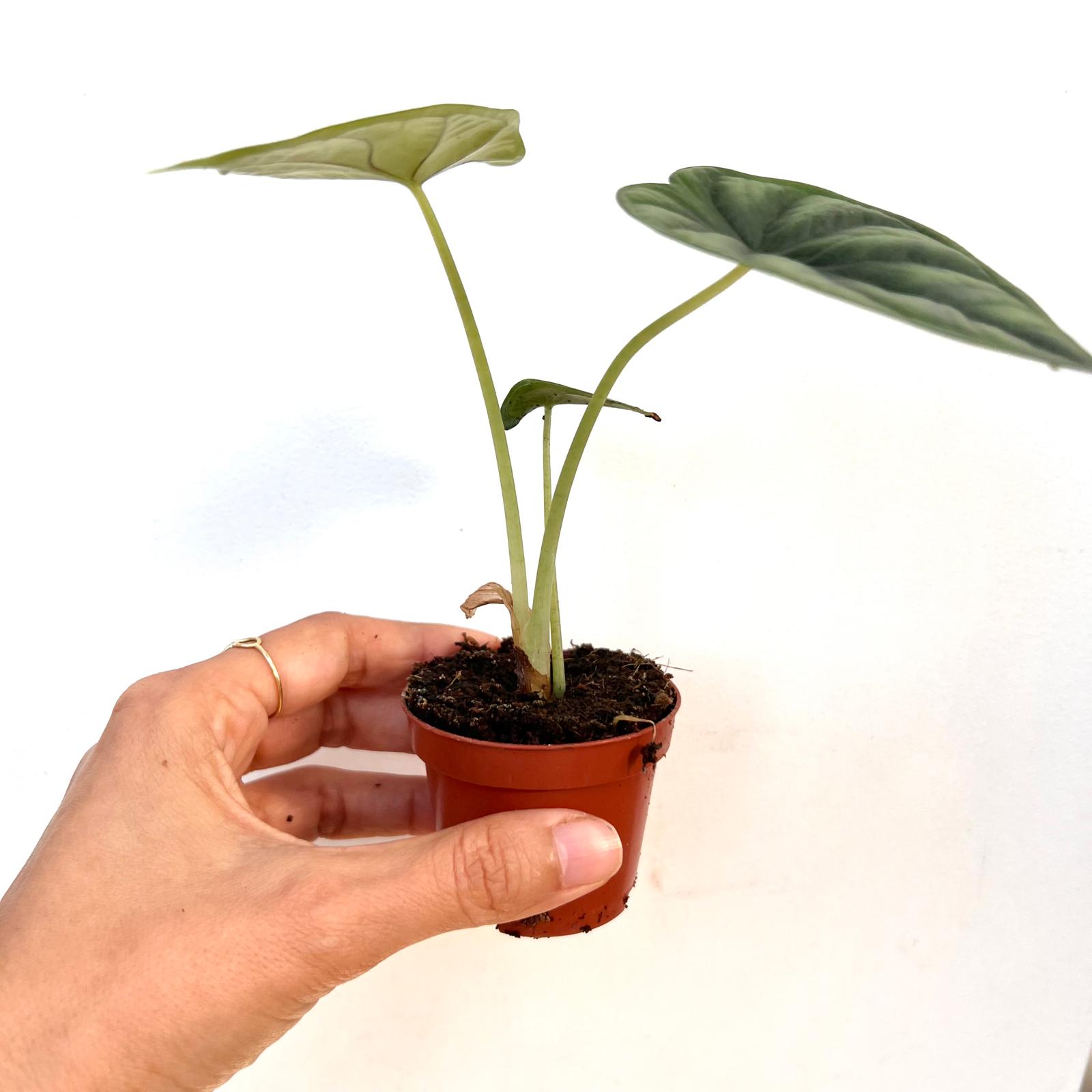baby Alocasia Dragon Scale