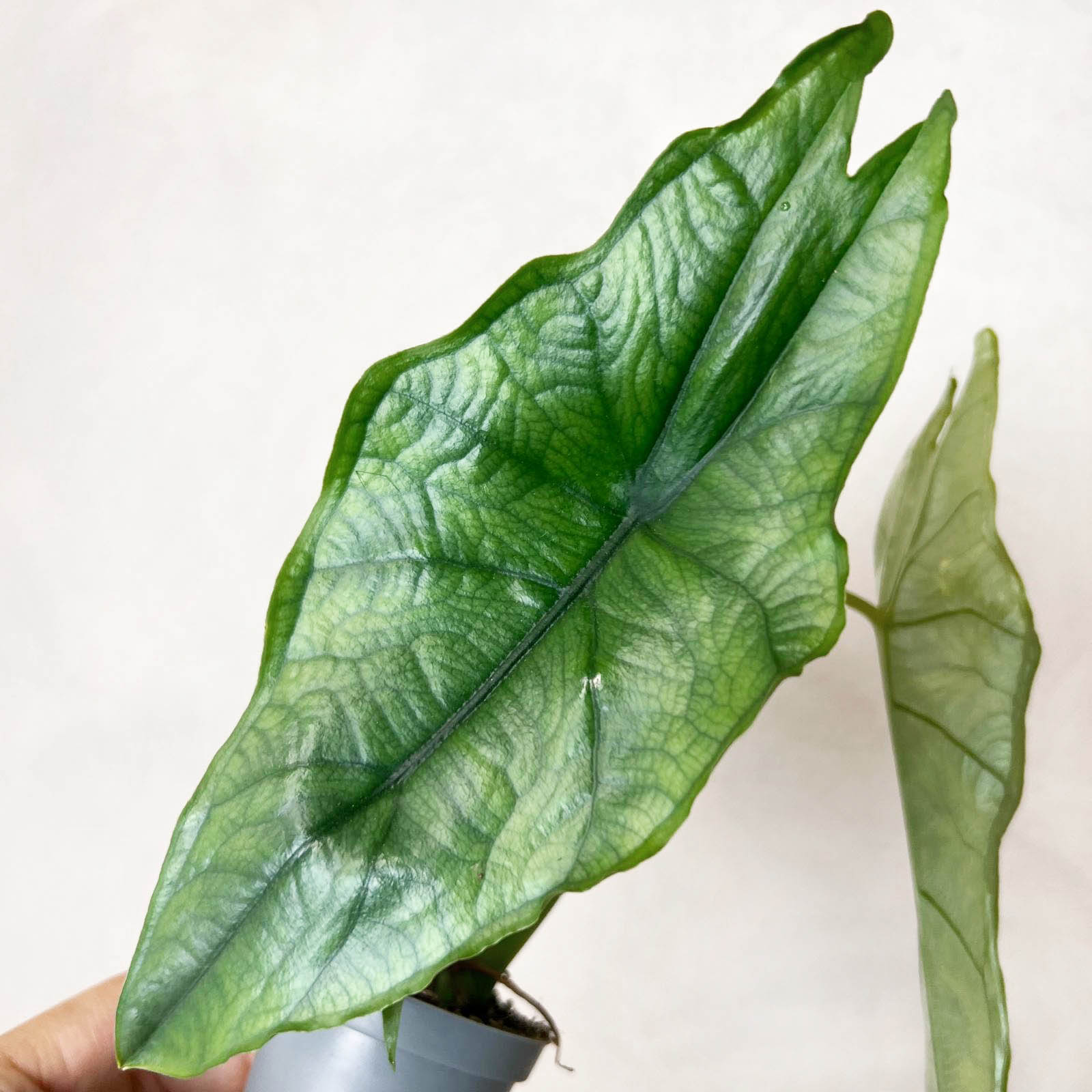 Mini Alocasia heterophylla 'Dragon's Breath'