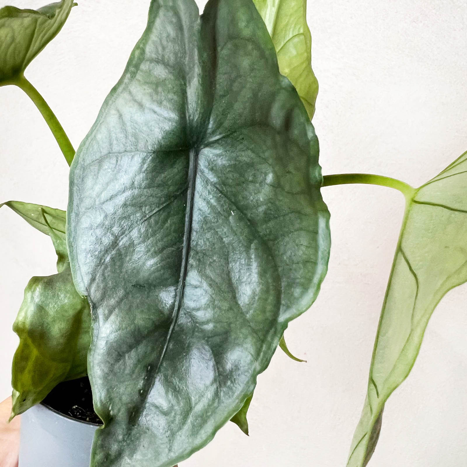 Mini Alocasia heterophylla 'Dragon's Breath'
