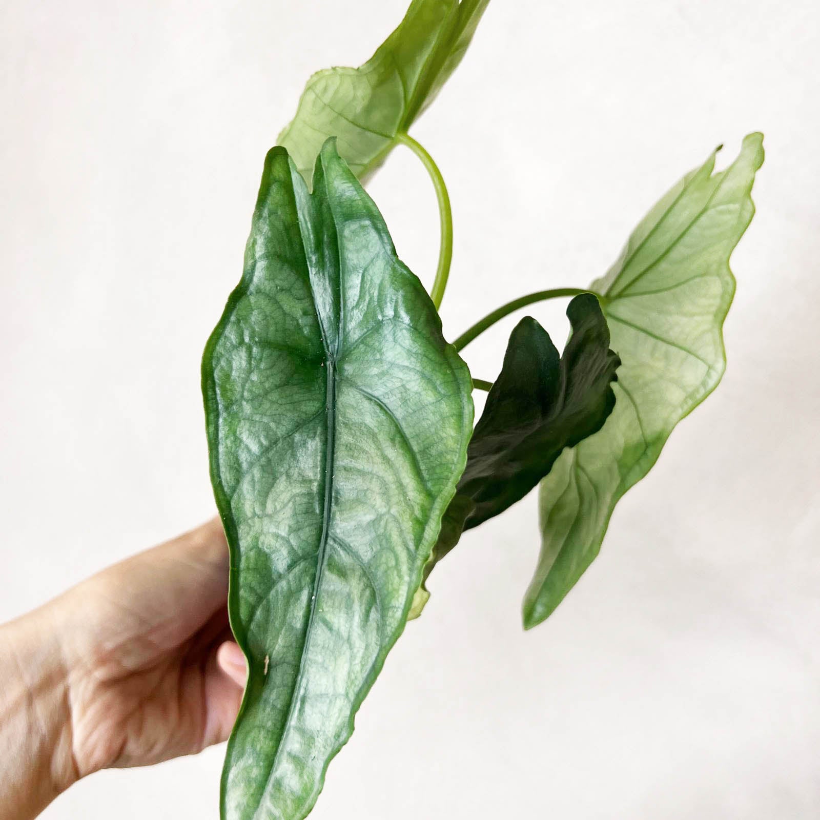 Mini Alocasia heterophylla 'Dragon's Breath'