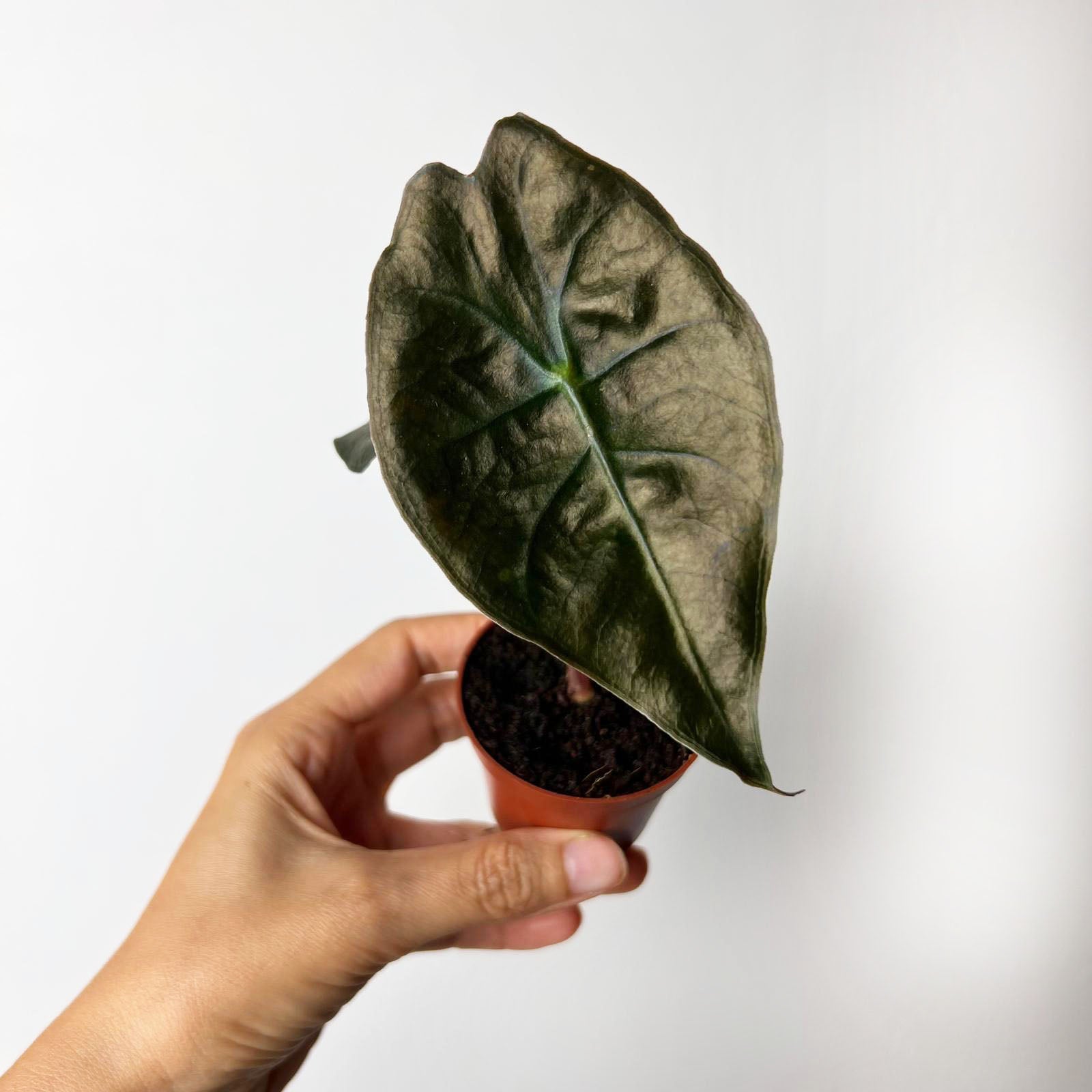 baby Alocasia suhirmaniana 'Red Petiole'