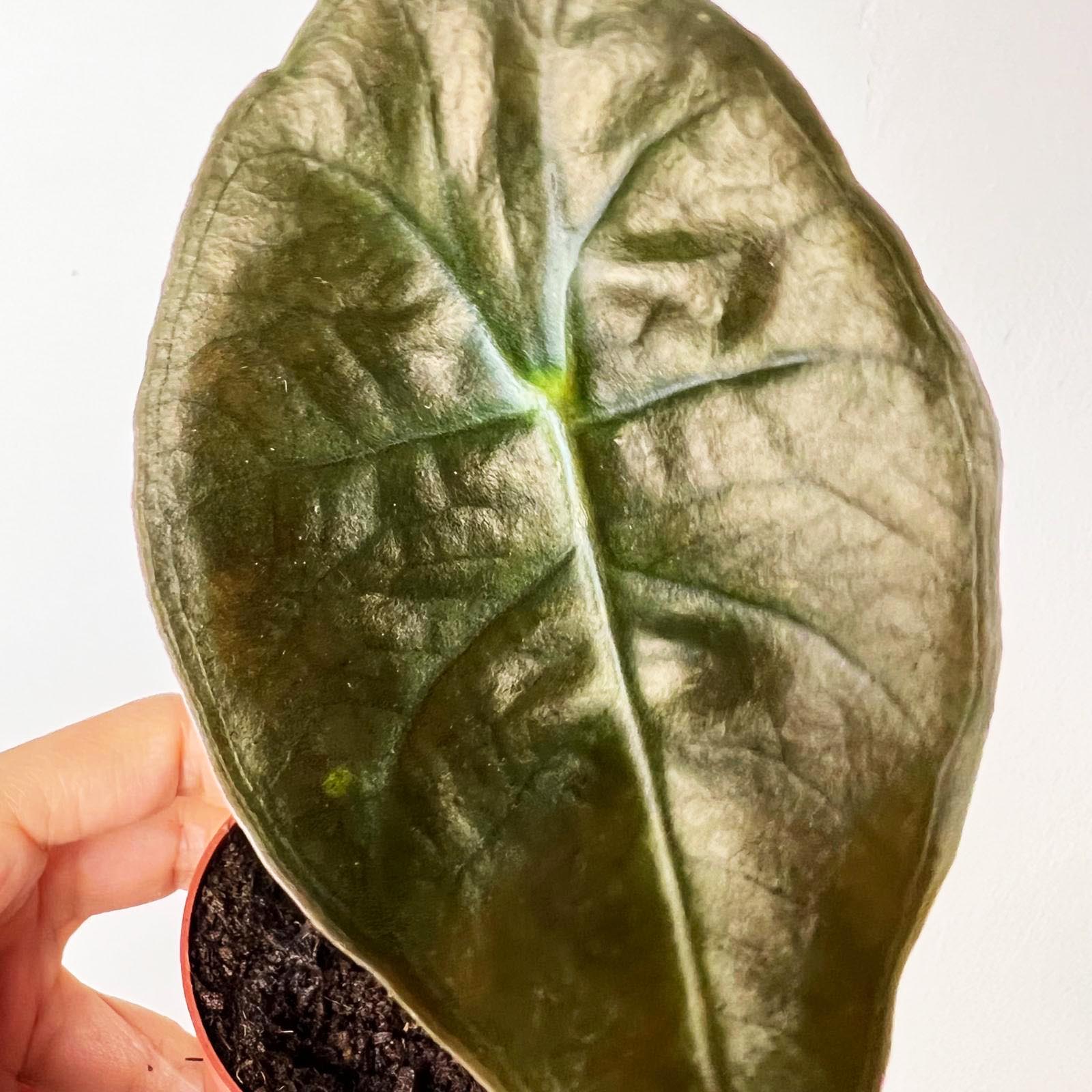 baby Alocasia suhirmaniana 'Red Petiole'