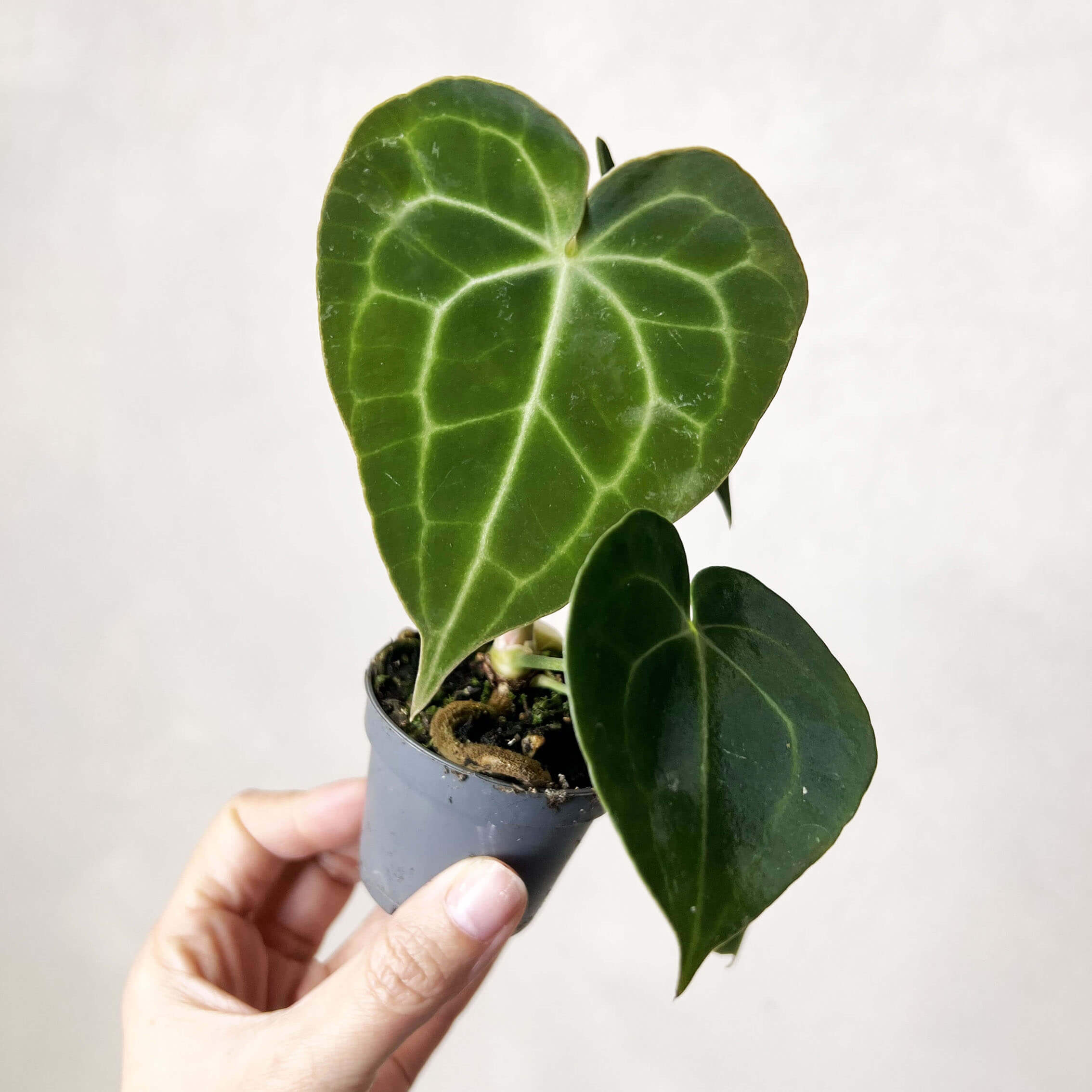 baby Anthurium Clarinervium