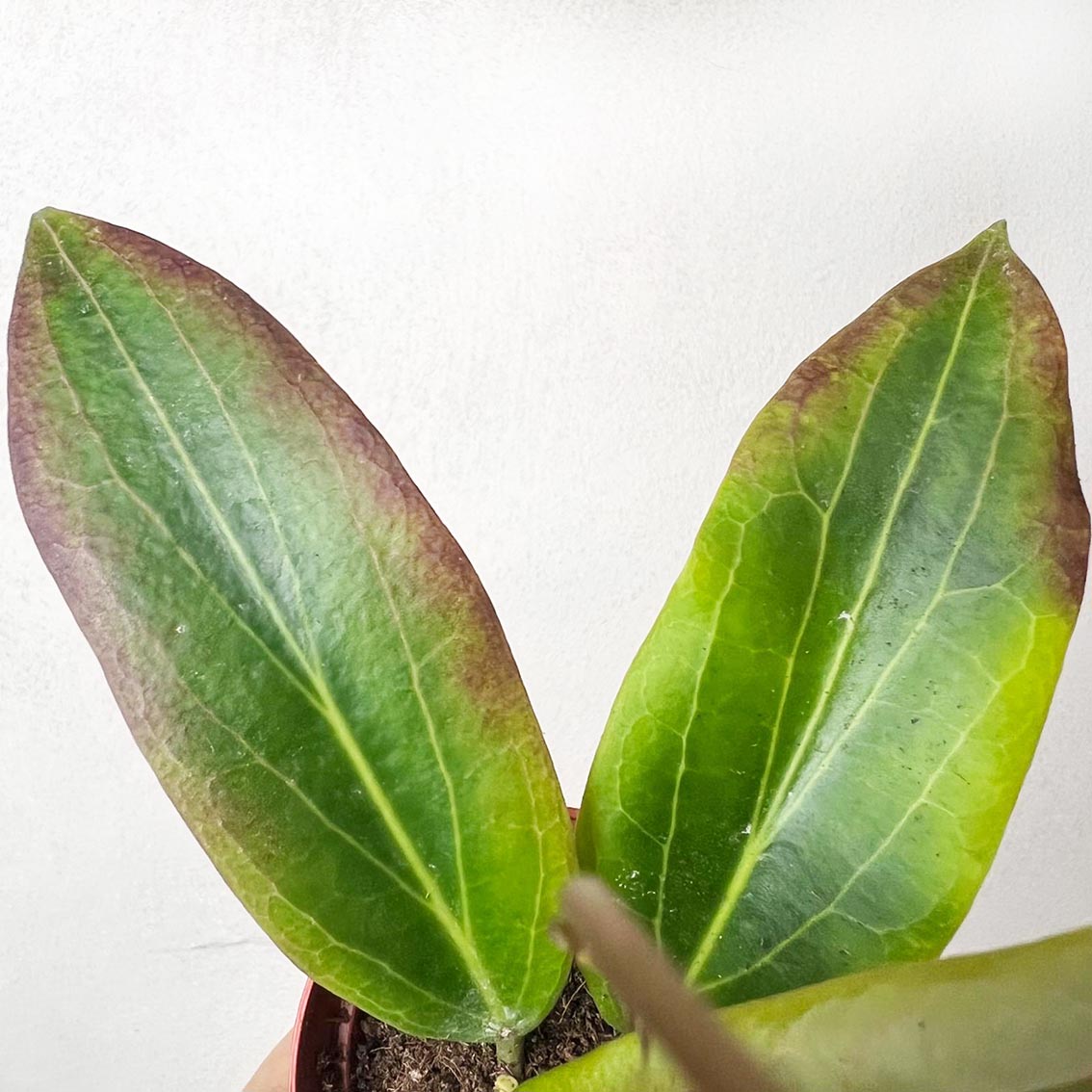 baby Hoya Soligamiana