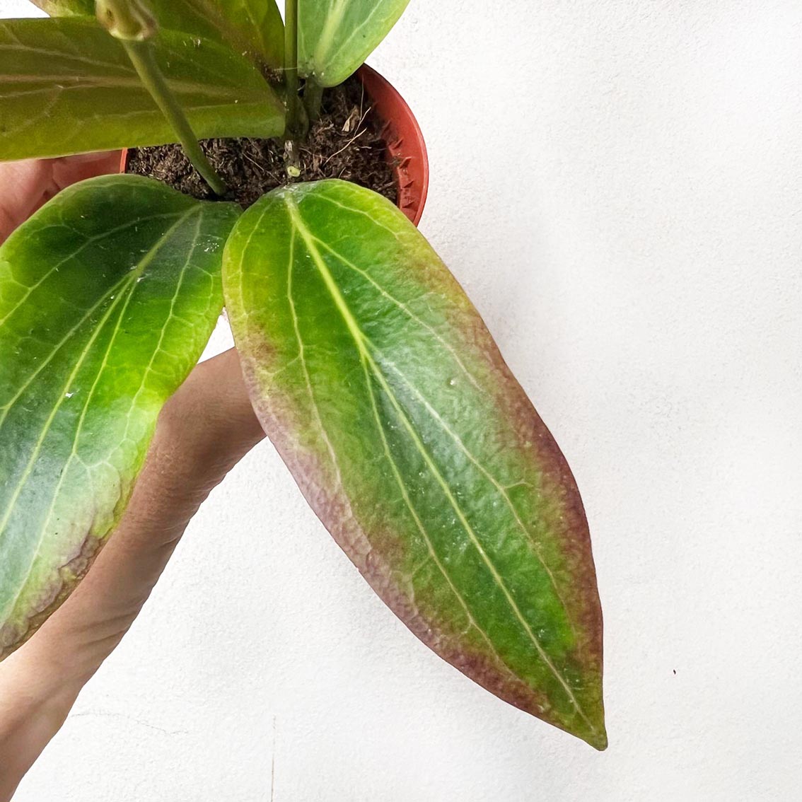 baby Hoya Soligamiana