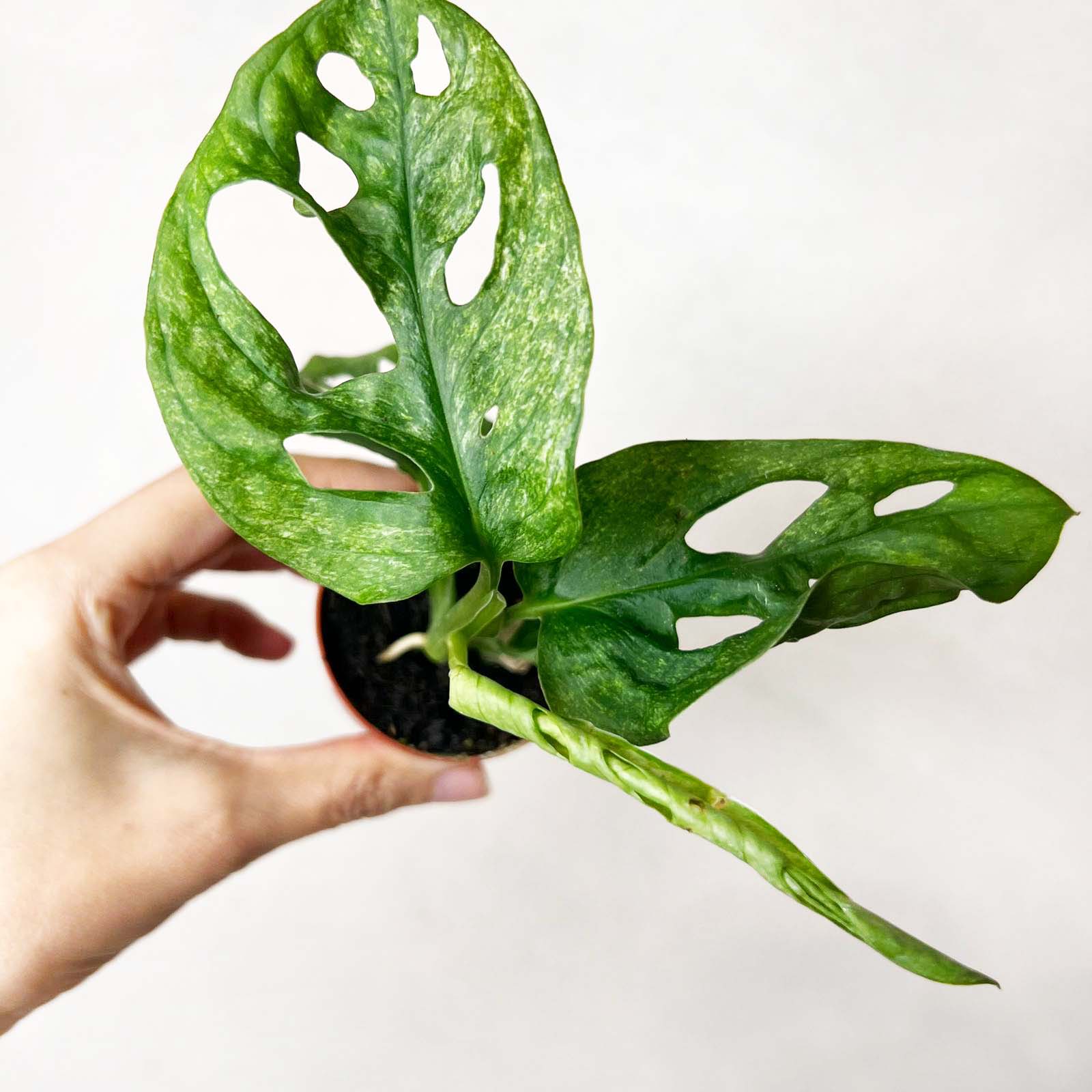 baby Monstera Adansonii mint