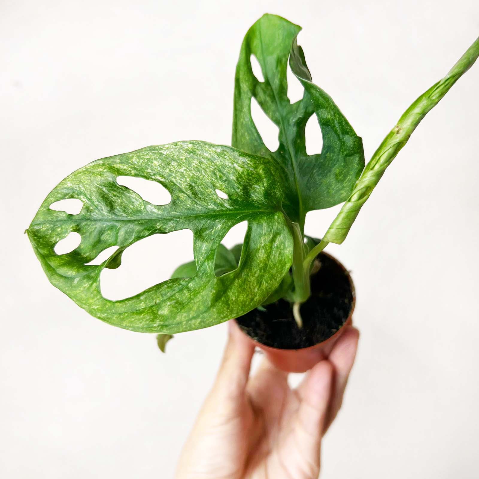 baby Monstera Adansonii mint