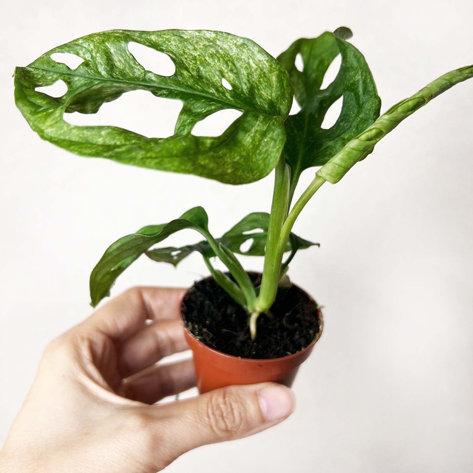 baby Monstera Adansonii mint