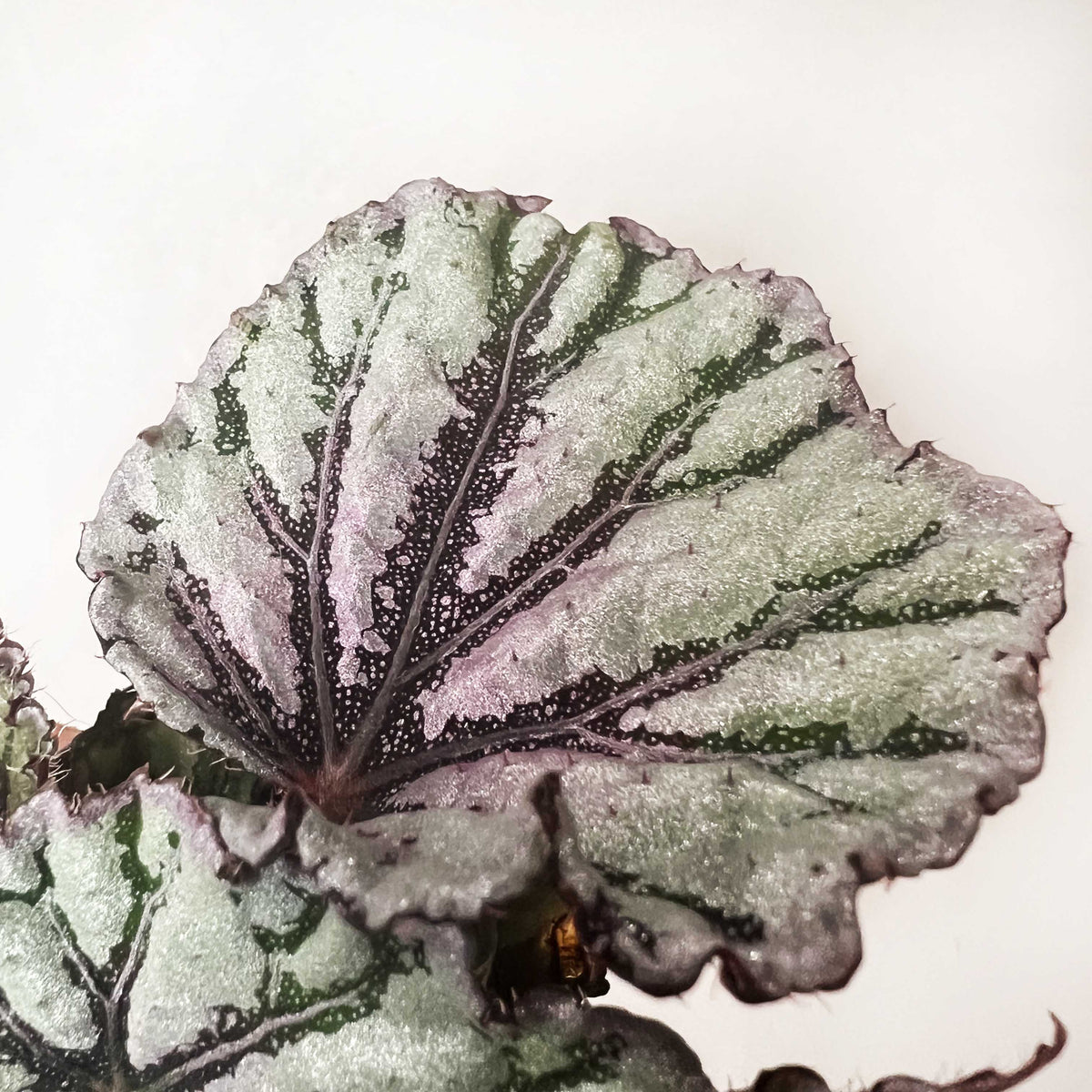 baby Begonia rex Dew Drop
