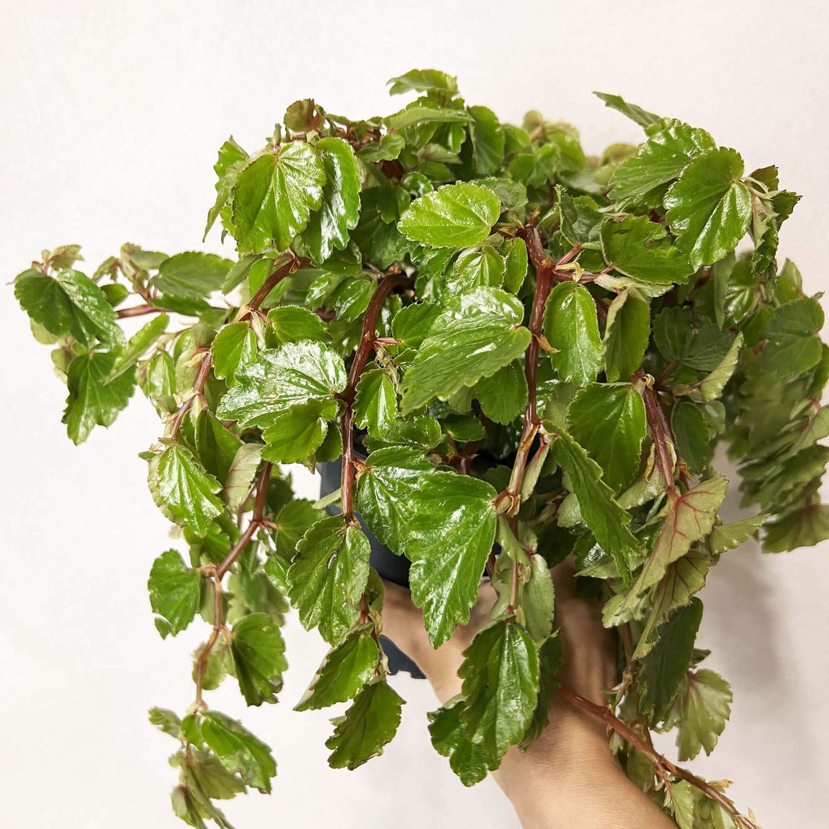 Begonia Foliosa