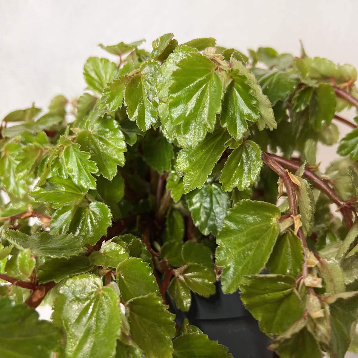 Begonia Foliosa