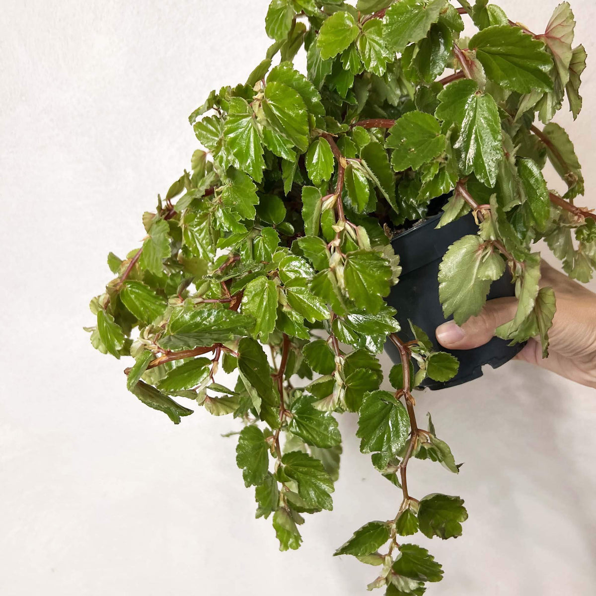 Begonia Foliosa
