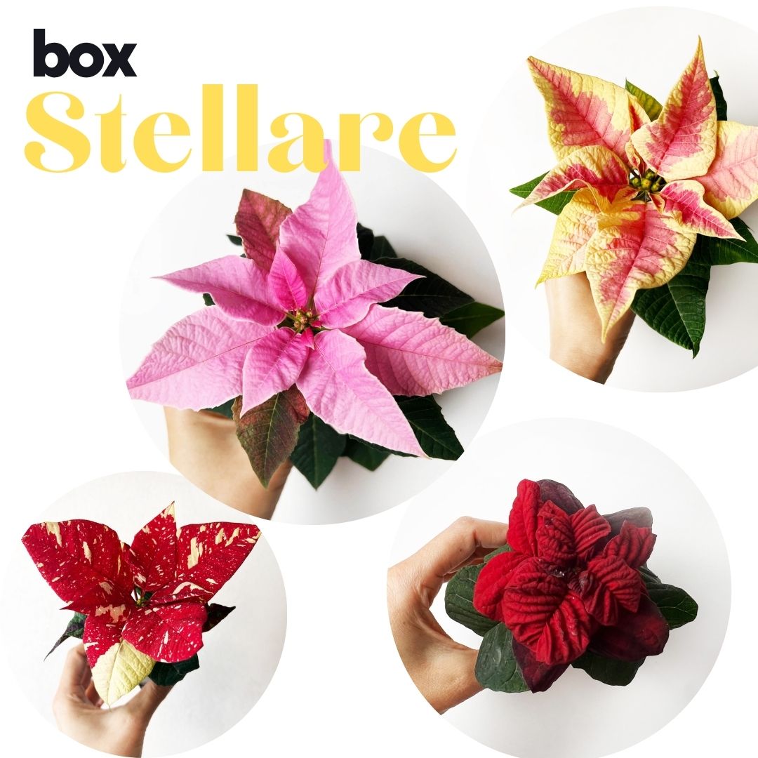 BOX STELLARE