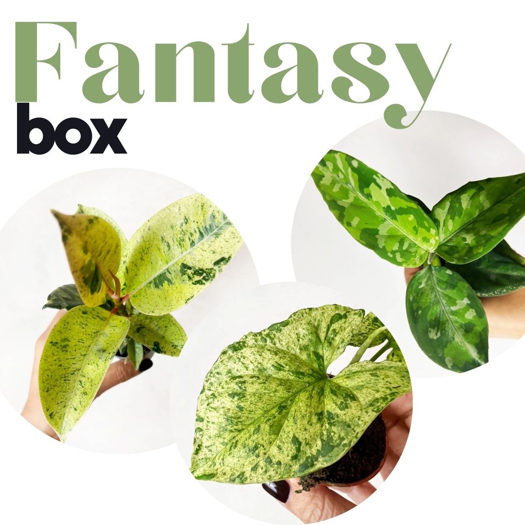 FANTASY BOX