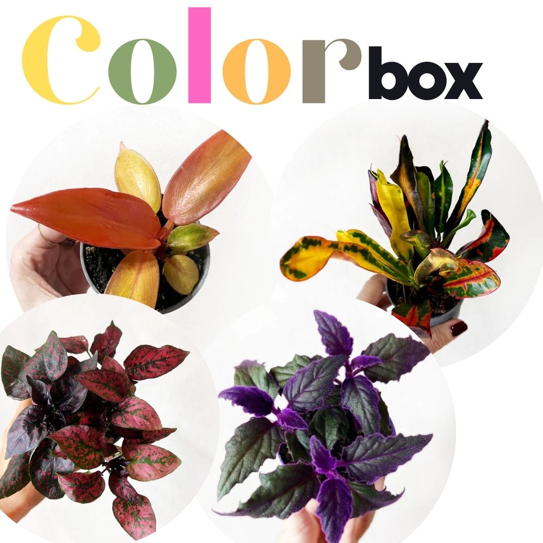 COLOR BOX