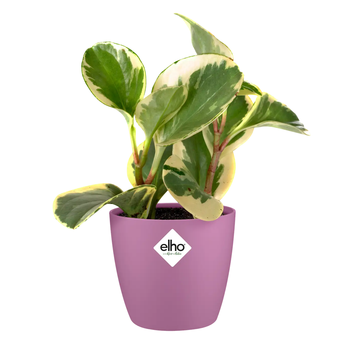 Brussels Round Mini/Vivid Violet