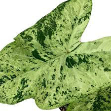 Caladium Frog in a blender