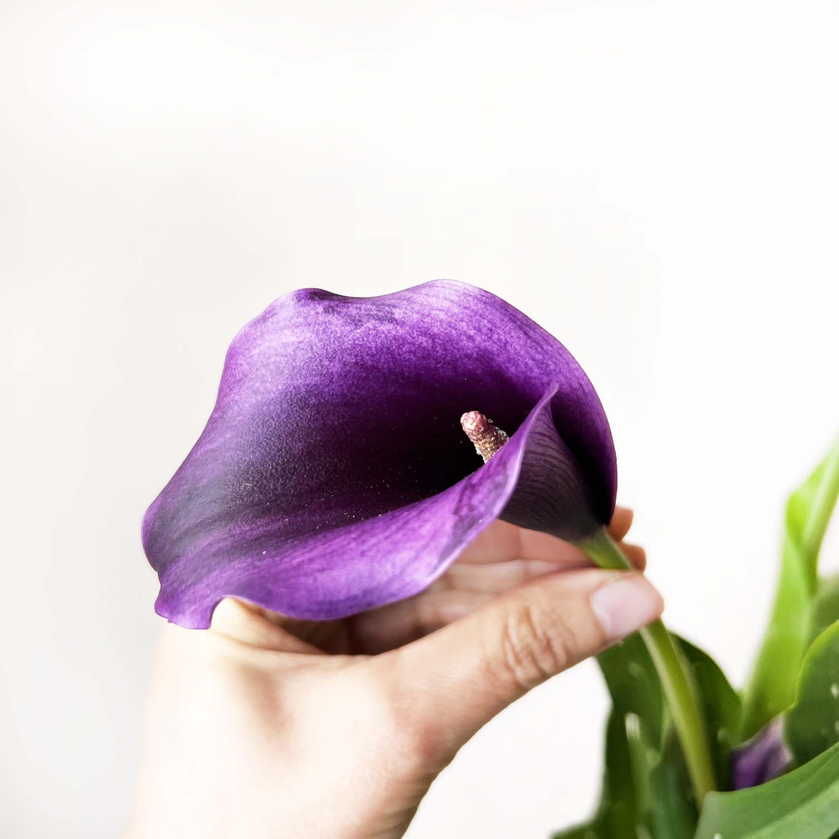 Calla /Zantedaschia Viola